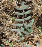 Фото Astragalus bossuensis