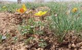 Anemone gortschakowii. Цветущие растения. Казахстан, Туркестанская обл., Байдибекский р-н, хр. Сырдарьинский Каратау, ур. Ак-Мечеть, на предгорном плато. 29 марта 2025 г.