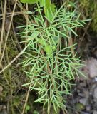 Смотреть изображение Kadenia dubia