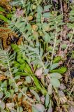 Смотреть изображение Rhodiola rosea