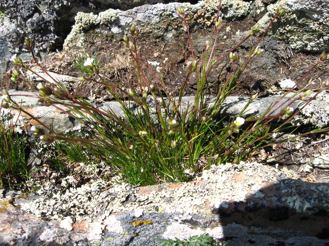 Image of Eremogone lychnidea specimen.