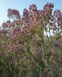 Смотреть изображение Cardaria pubescens