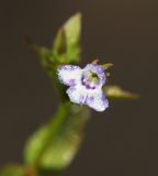 Смотреть изображение Lindernia procumbens