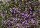 View full-size image Thymus majkopensis