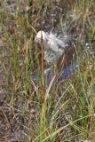 View full-size image genus Eriophorum