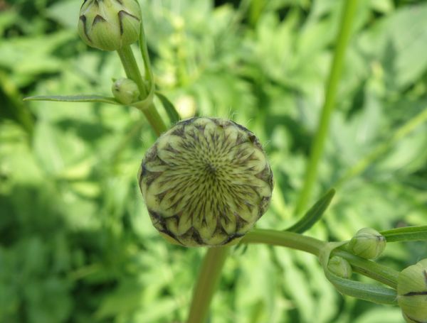 Image of Cephalaria gigantea specimen.