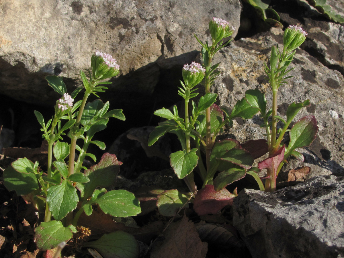 Image of Centranthus calcitrapae specimen.