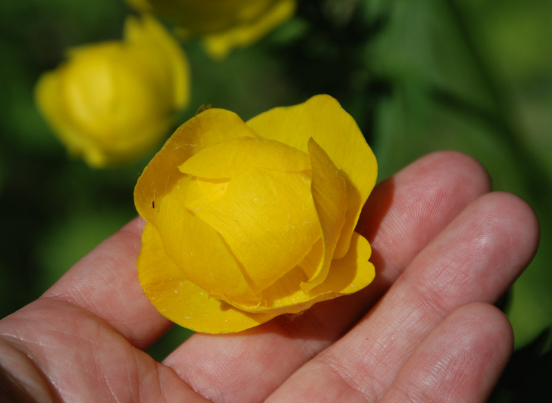 Изображение особи Trollius europaeus.