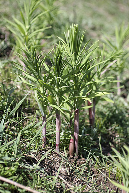 Image of Polygonatum sewerzowii specimen.