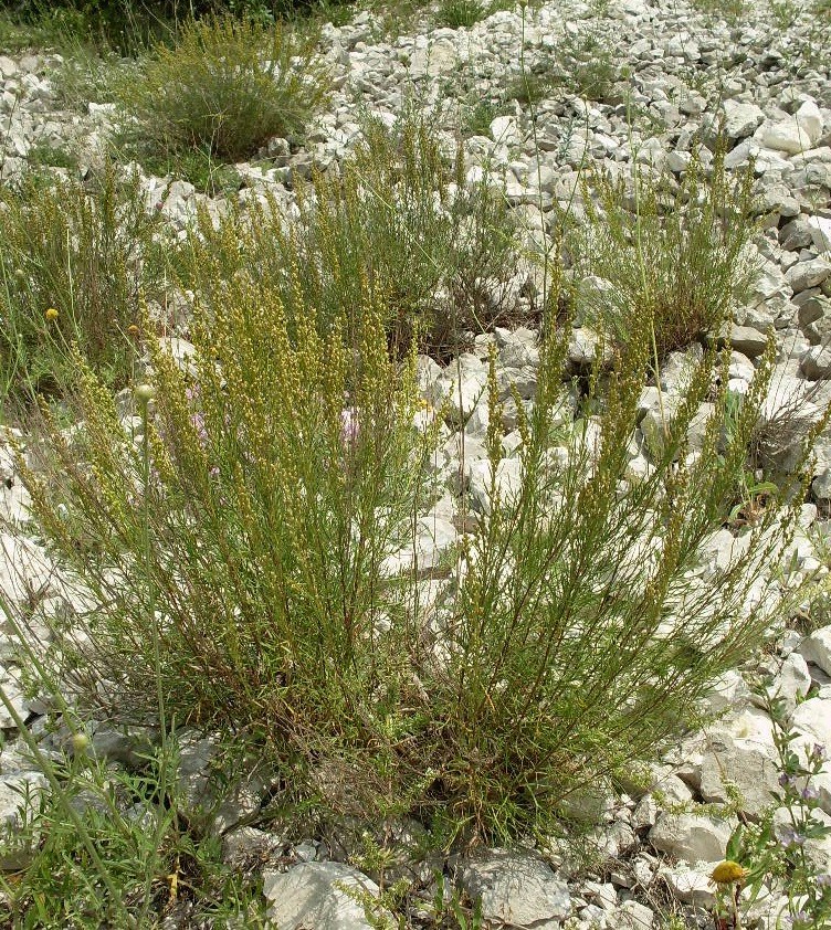 Image of Artemisia salsoloides specimen.