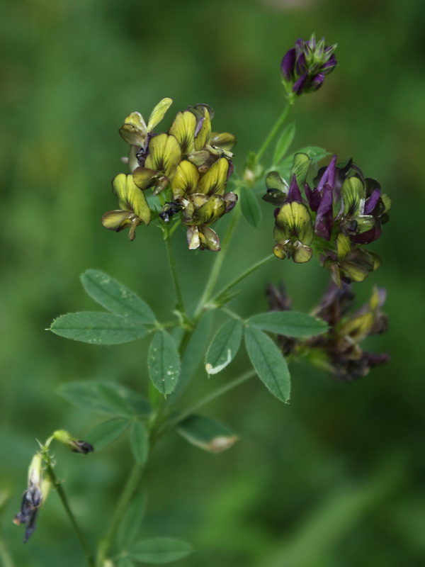 Image of Medicago &times; varia specimen.