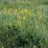 Agrimonia eupatoria. Цветущие растения. Воронежская обл., Павловский р-н, окр. с. Михайловка (Шипов лес). 19.06.2011.