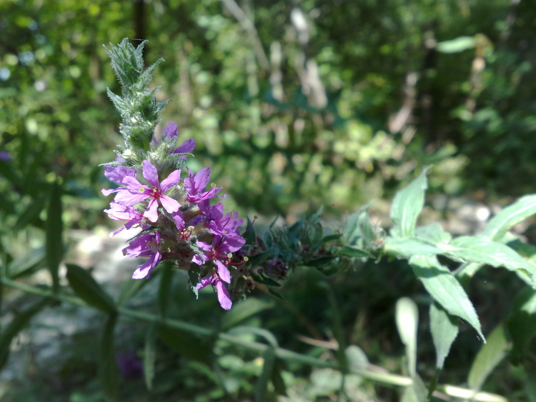 Image of Lythrum salicaria specimen.