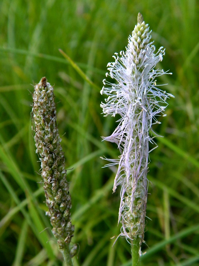 Image of Plantago media specimen.