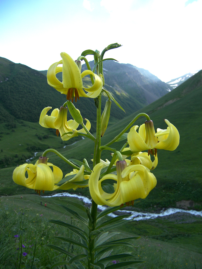 Изображение особи Lilium kesselringianum.