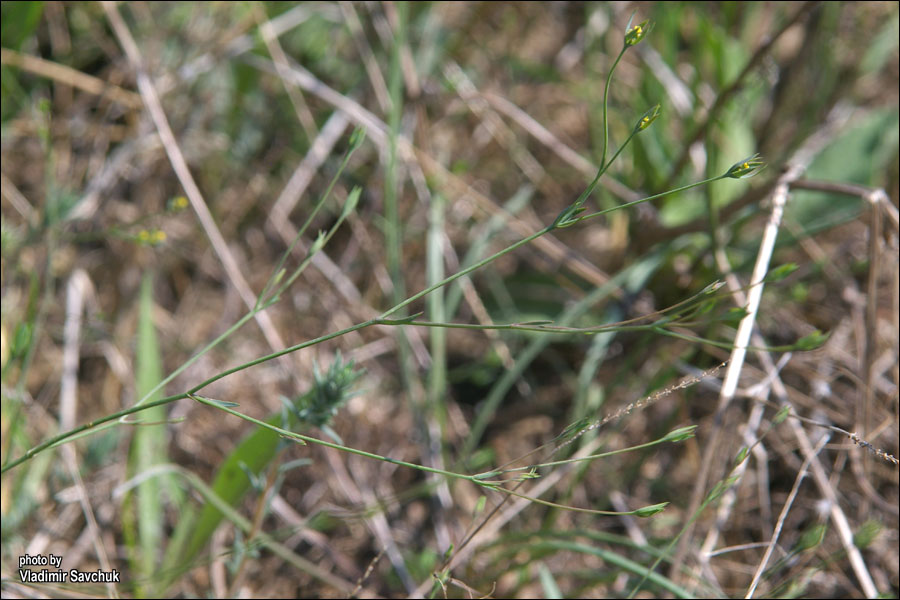 Image of Bupleurum tenuissimum specimen.