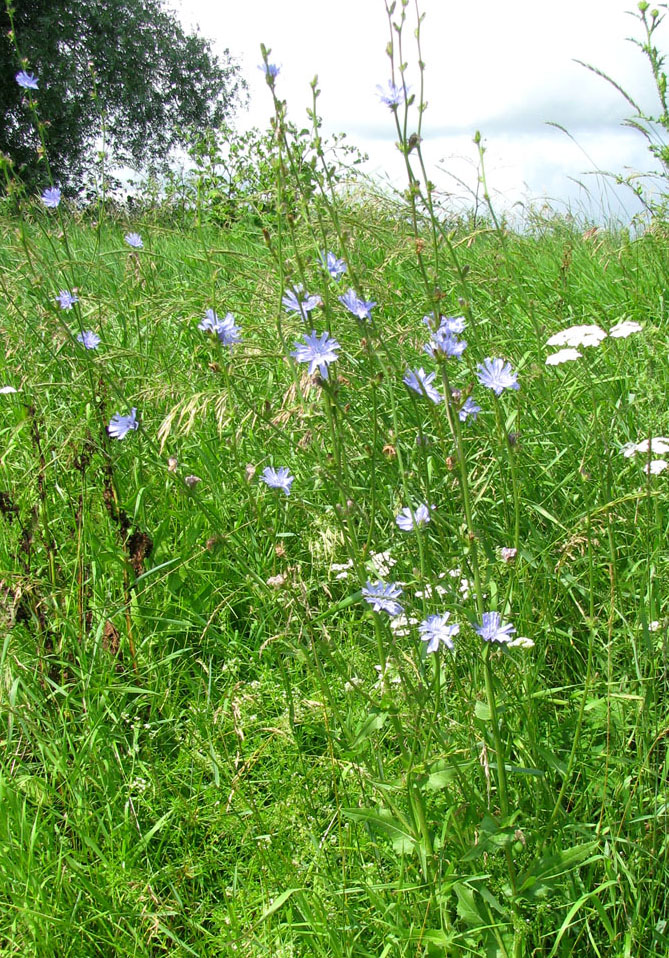 Image of Cichorium intybus specimen.