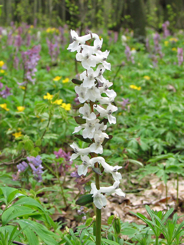 Image of Corydalis cava specimen.