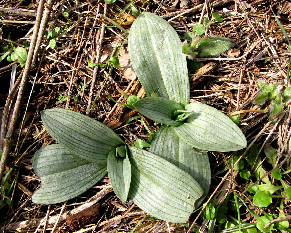 Image of Ophrys oestrifera specimen.