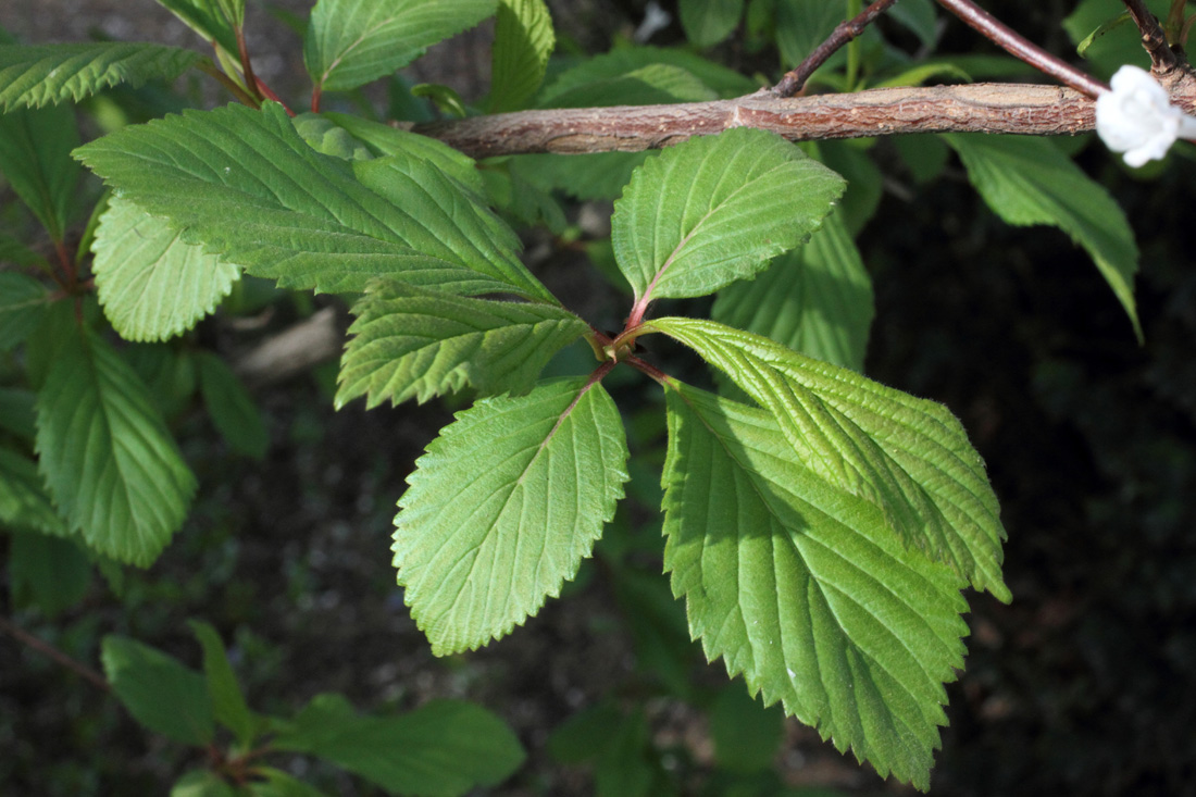 Image of Viburnum farreri specimen.