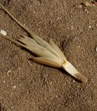 Aegilops sharonensis. Соплодие. Израиль, Шарон, г. Герцлия, травостой на песчаной почве. 15.04.2012.