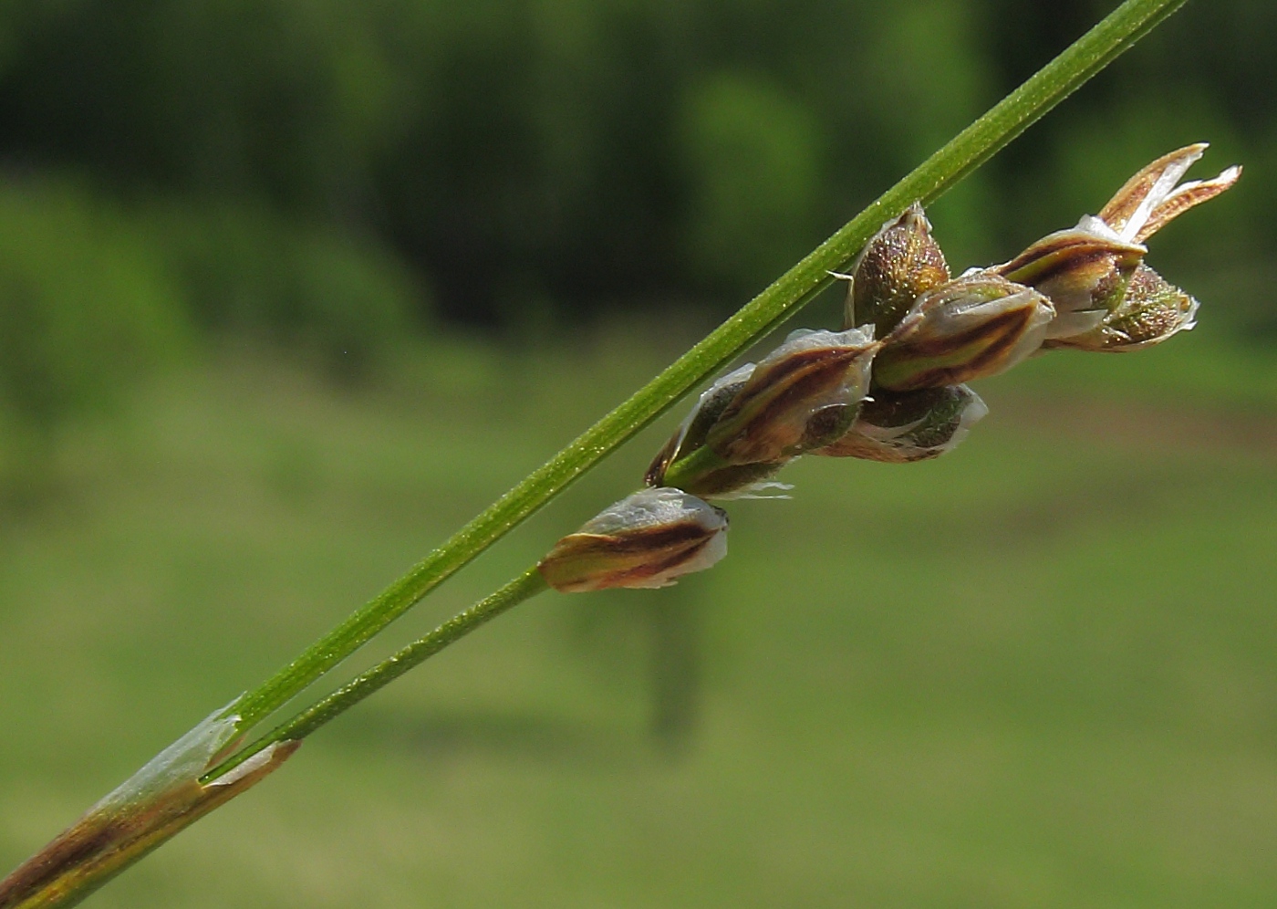 Image of Carex digitata specimen.