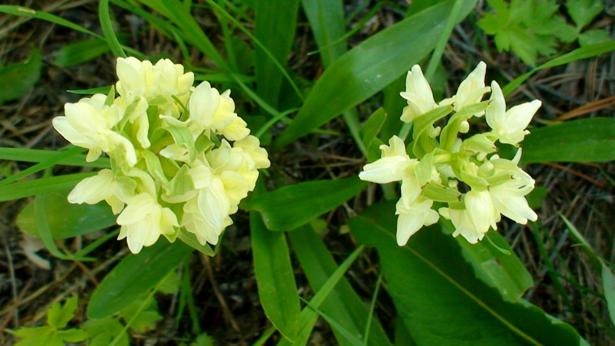 Изображение особи Dactylorhiza romana ssp. georgica.