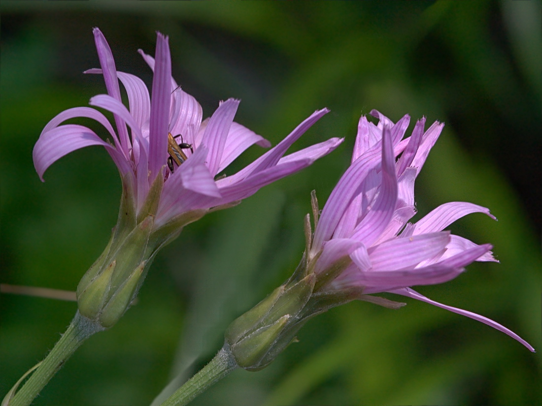 Image of Scorzonera rosea specimen.