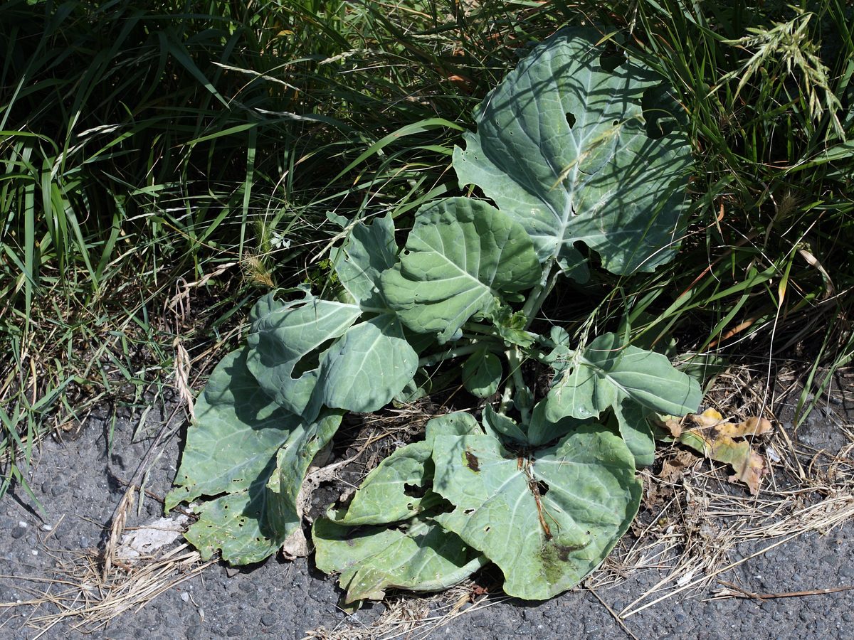 Image of Brassica sylvestris specimen.