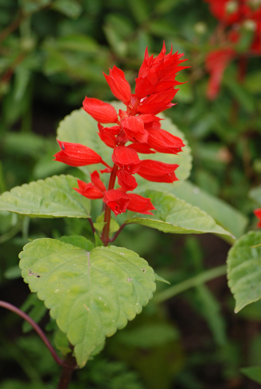 Image of Salvia splendens specimen.