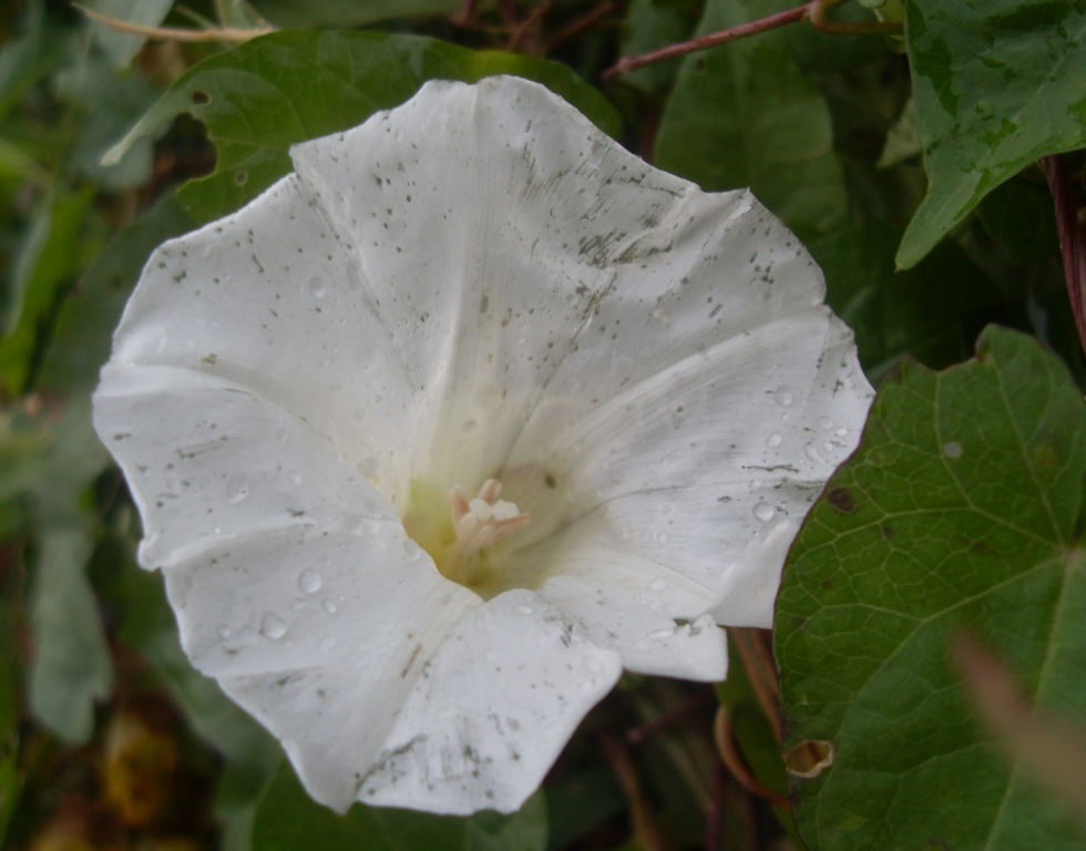 Изображение особи Calystegia sepium.