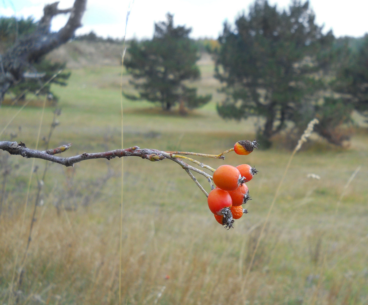 Image of Sorbus taurica specimen.