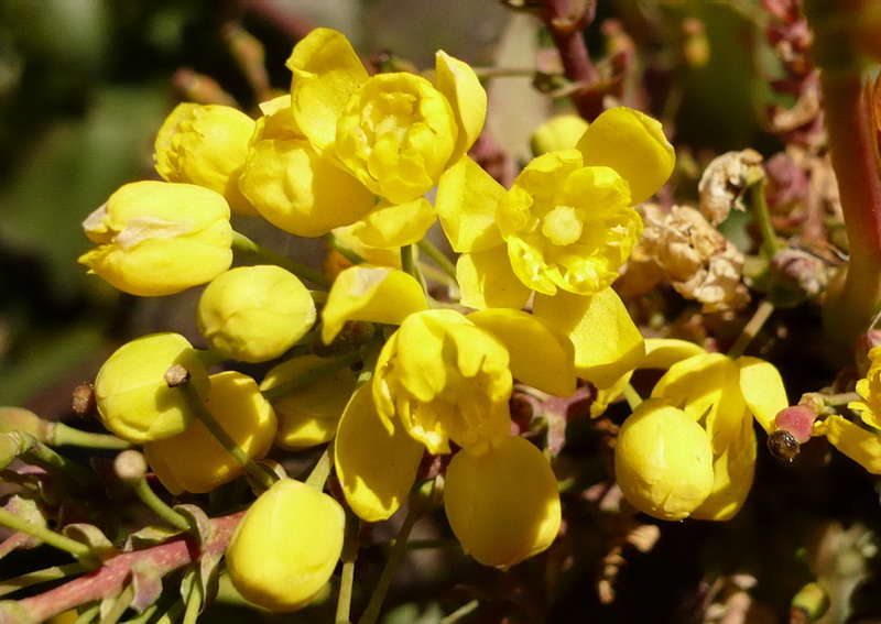 Изображение особи Mahonia aquifolium.