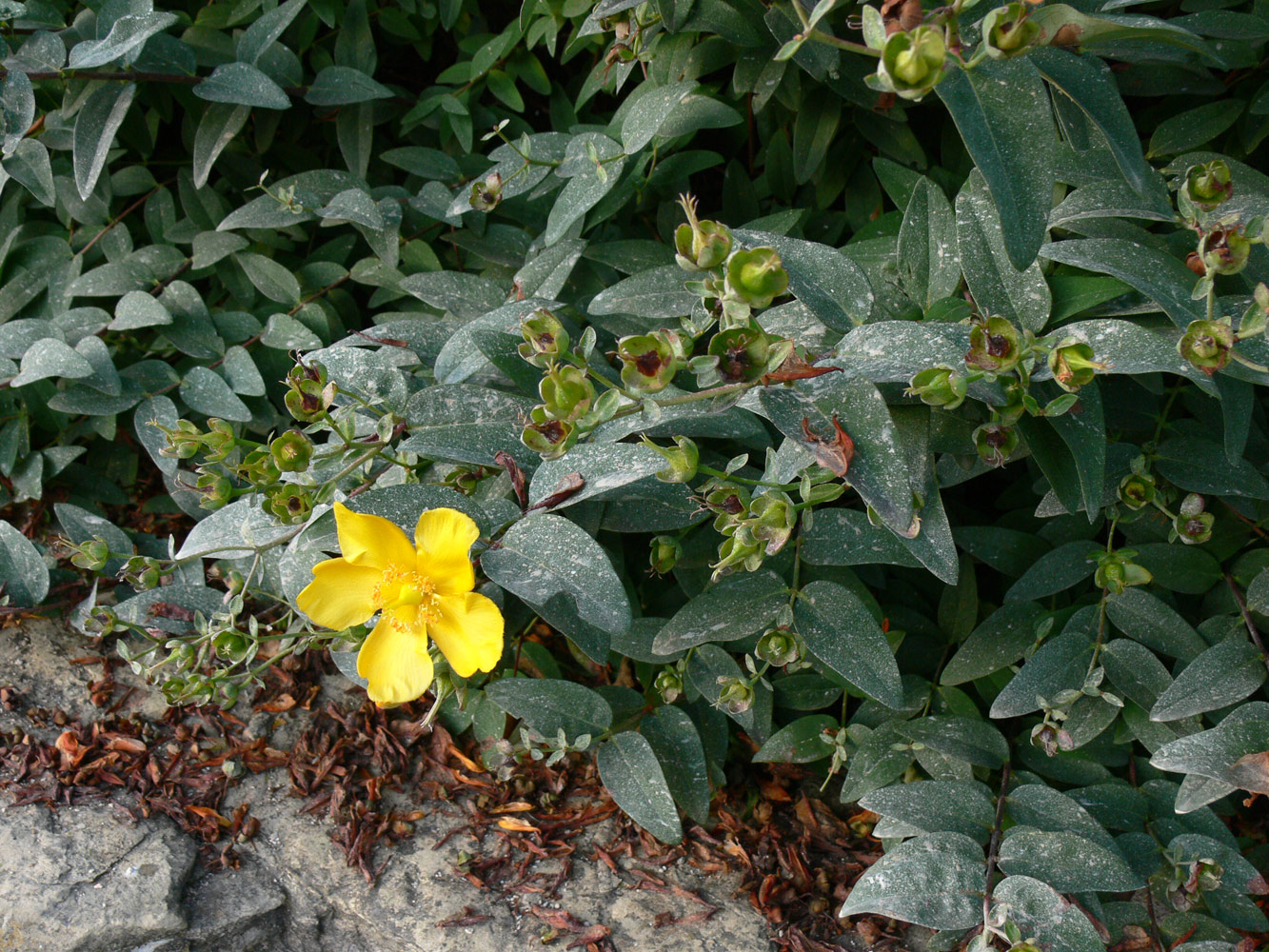 Image of Hypericum hookerianum specimen.