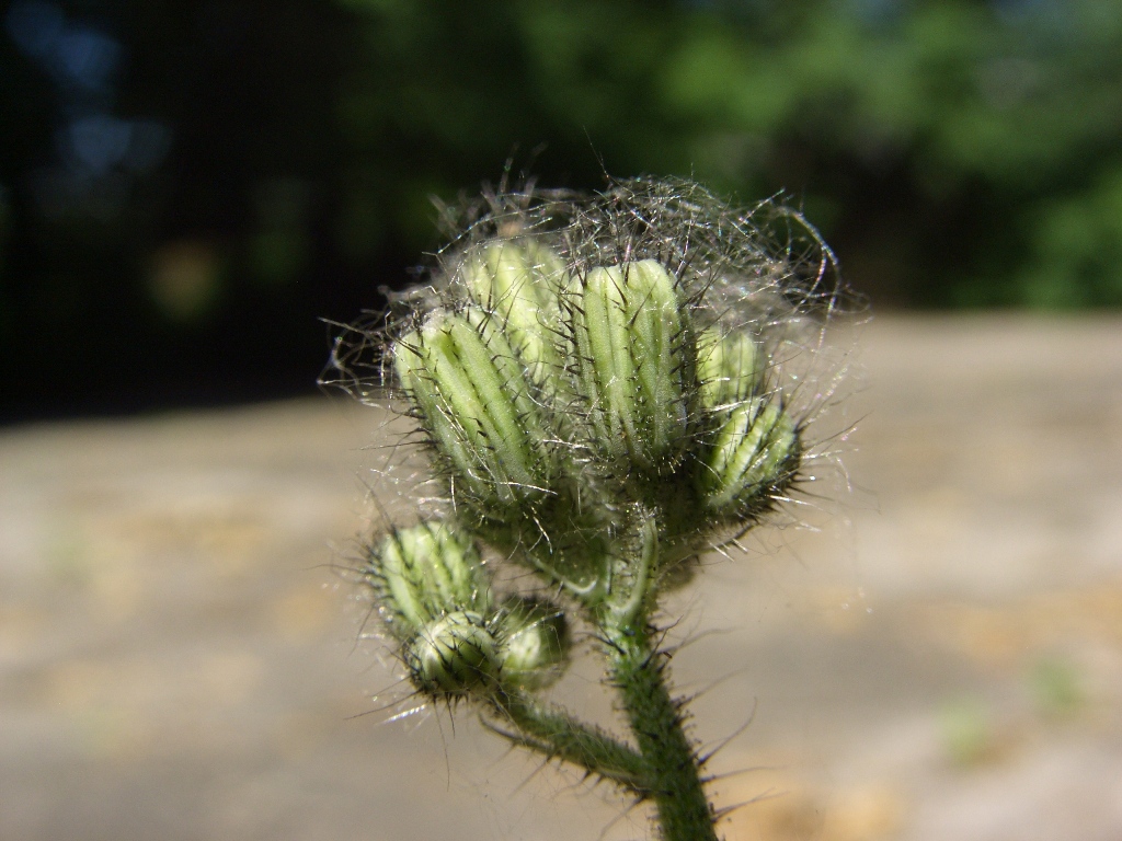 Image of genus Pilosella specimen.