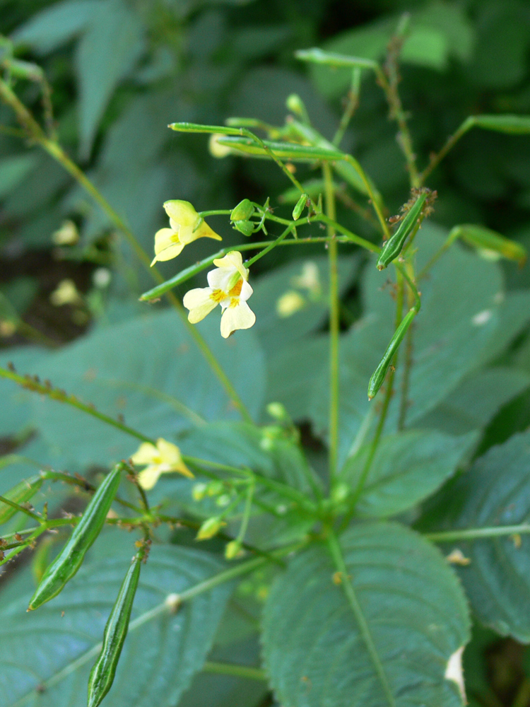 Image of Impatiens parviflora specimen.