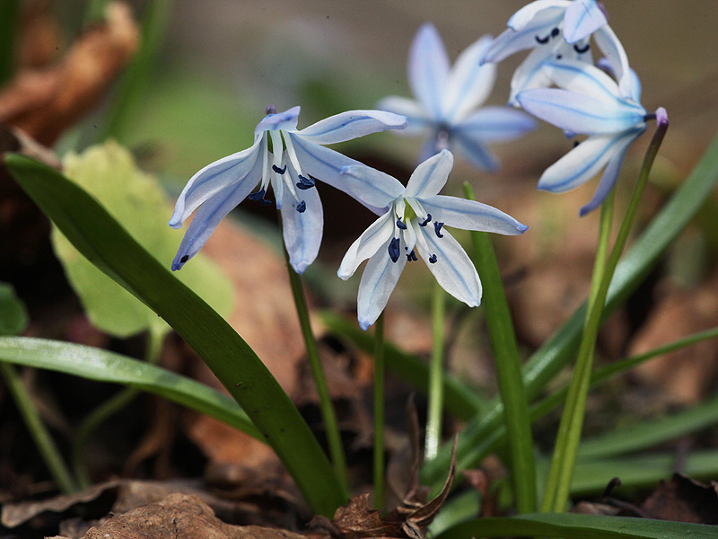 Изображение особи Scilla monanthos.