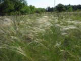 genus Stipa