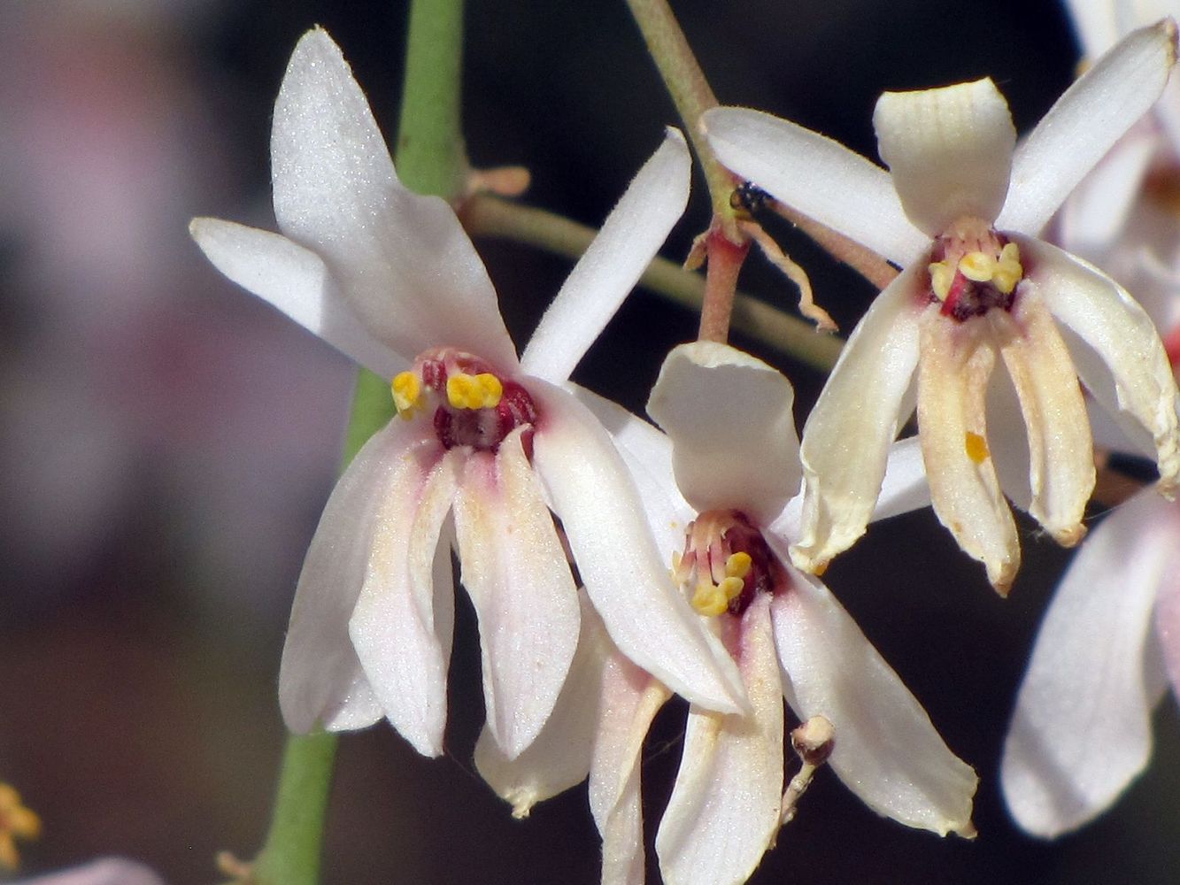 Image of Moringa peregrina specimen.