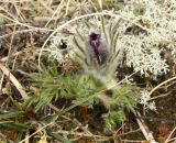 Pulsatilla vulgaris