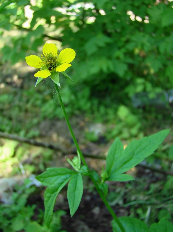 Image of Geum urbanum specimen.