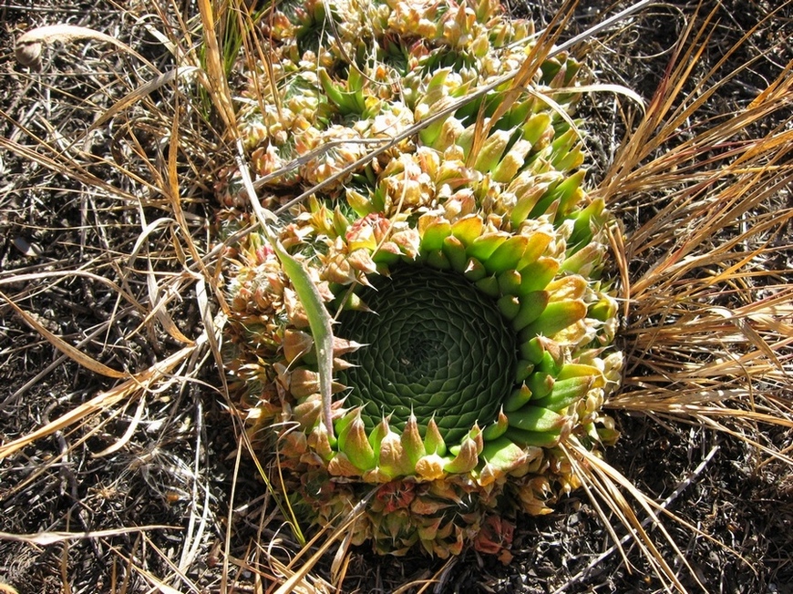 Image of Orostachys spinosa specimen.