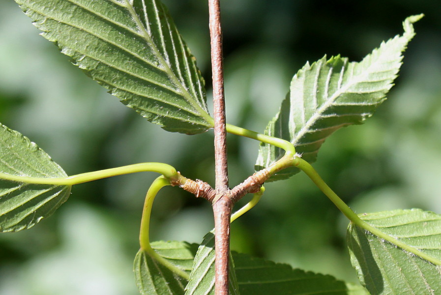 Изображение особи Acer carpinifolium.