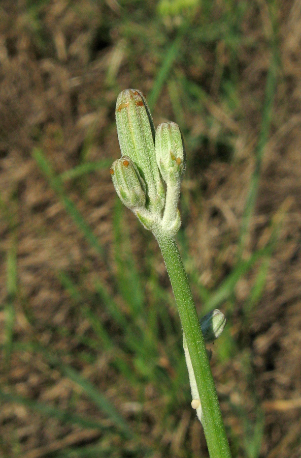 Image of Chondrilla juncea specimen.