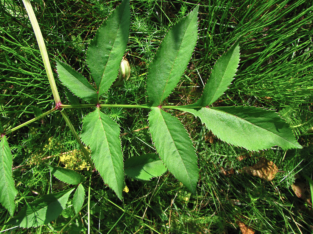 Image of Angelica sylvestris specimen.