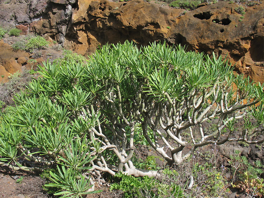 Image of Kleinia neriifolia specimen.