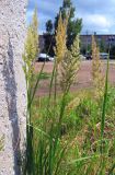 Calamagrostis epigeios. Цветущее растение. Республика Татарстан, г. Бавлы. 30.06.2009.