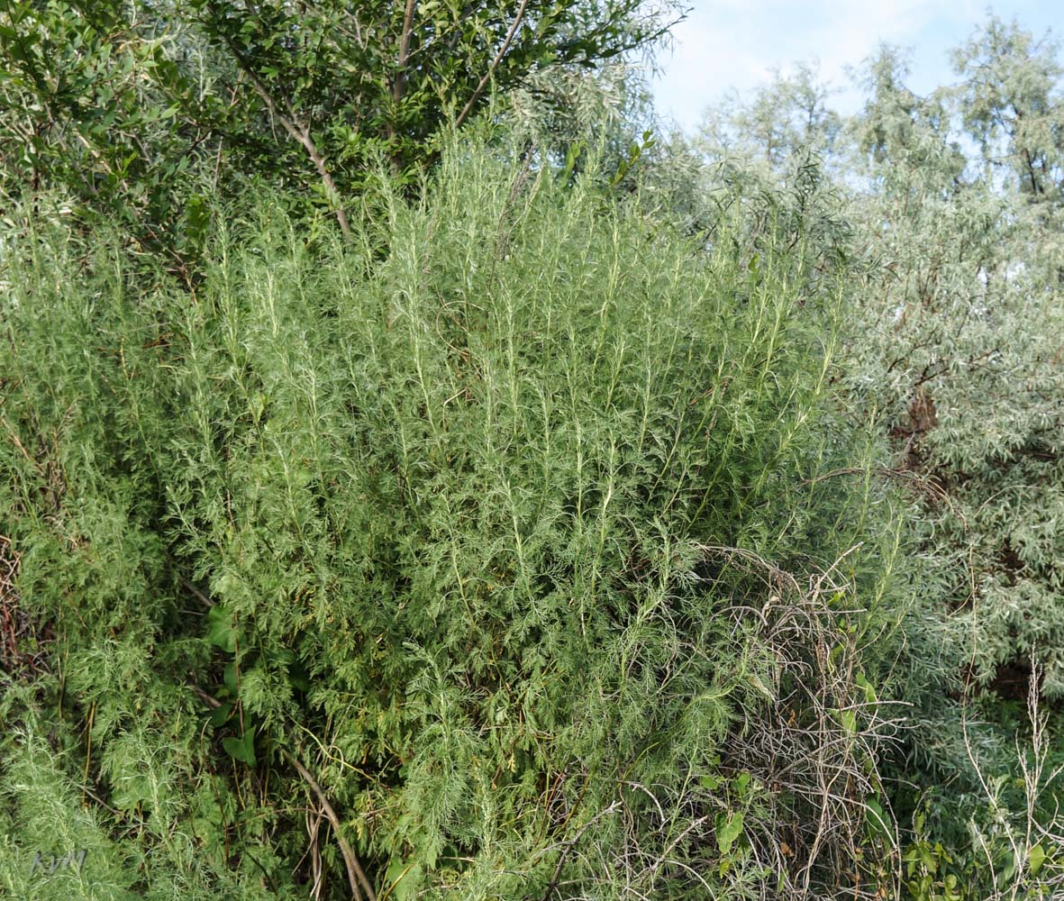 Image of genus Artemisia specimen.