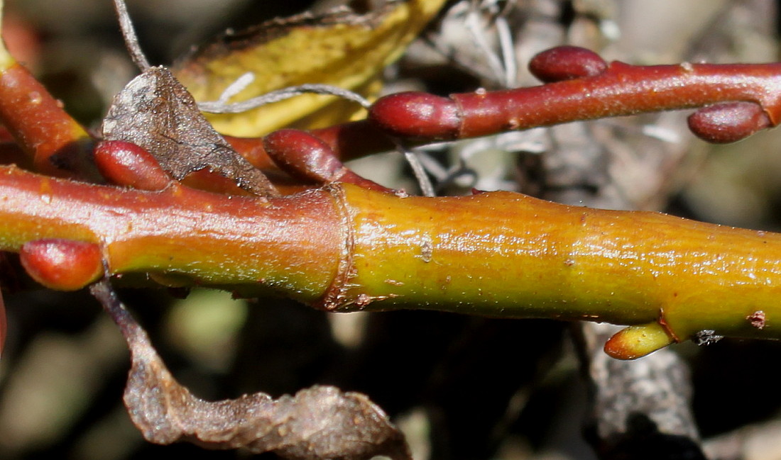 Image of Salix apoda specimen.