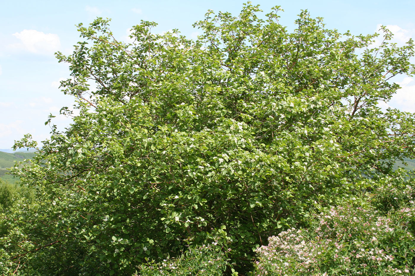 Image of Crataegus chlorocarpa specimen.